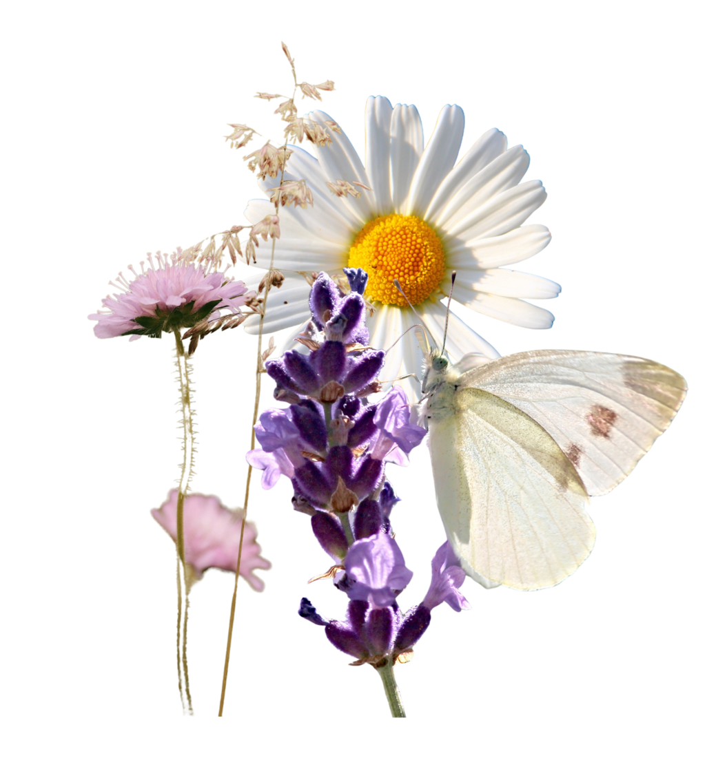 Meadow Flowers